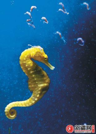 新疆首次人工繁殖出海马 将在春节与游客见面(图)