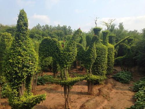 河南鄢陵小叶女贞造型树价格