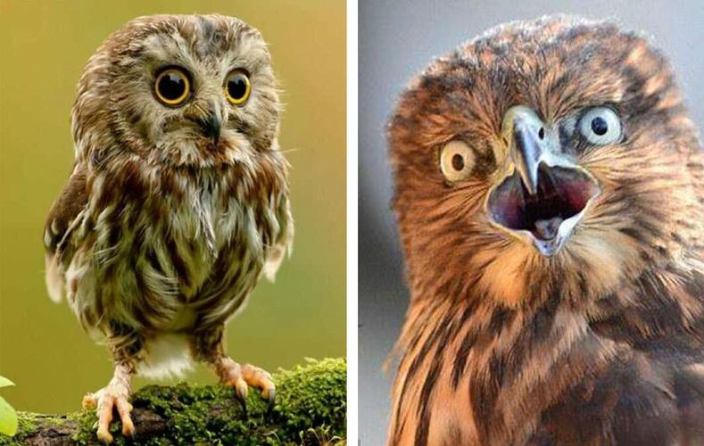 充满诗意的折纸鸟灯