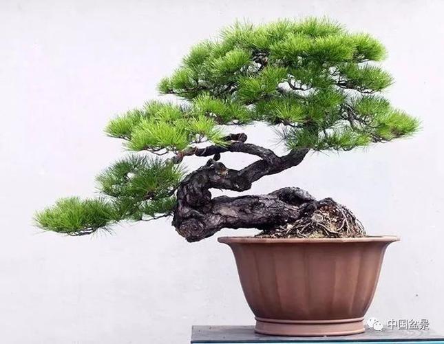 柯孝仁:岁月喂养风雅——读崖柏盆景《千姿百态》