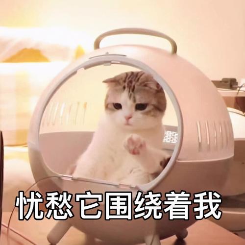 喵星人表情包合集我太难了