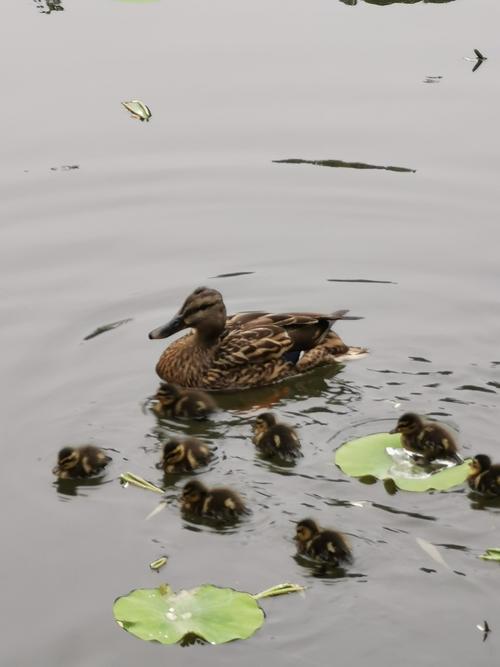 当小野鸭宝宝自己发现走散时,也会发出尖叫声,然后,母野鸭再发出叫声