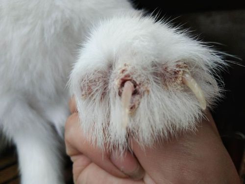 兔脚螨的防治方法分享