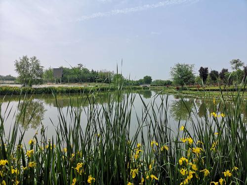 写美篇 西安浐灞国家湿地公园位于灞河与渭河交汇口区域,毗邻泾渭湿地
