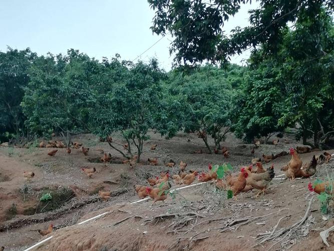 曾被专家推崇的"果园养鸡",为何销声匿迹了?农民:都是