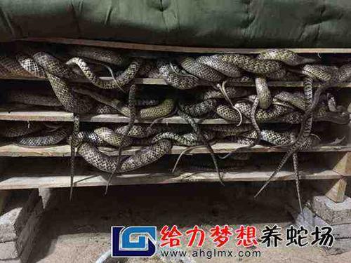 云南曲曲靖养蛇獴 - 给力梦想养蛇场