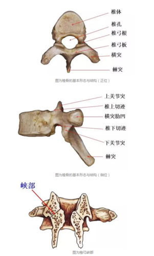 美图深剖---详解椎管的构成