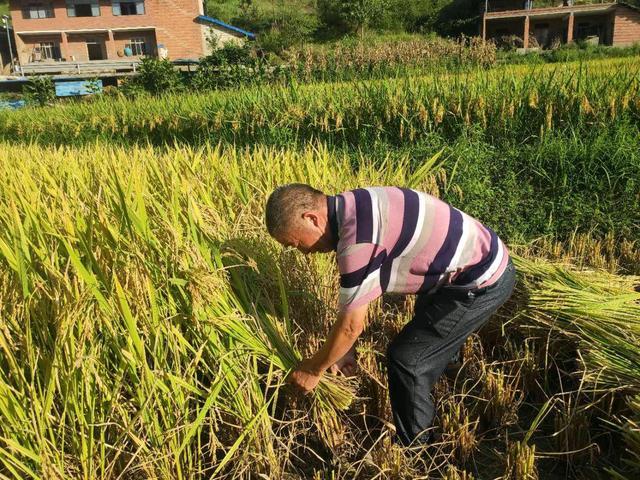 重庆9月份有暴雨收谷子要快