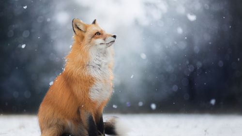首页 桌面壁纸 动物壁纸 雪地上优雅的狐狸高清宽屏壁纸