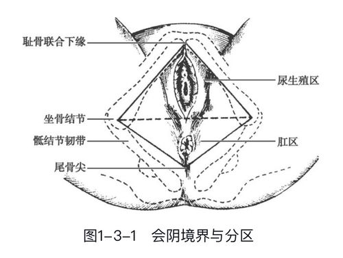 妇产康复盆底解剖结构及肌肉群