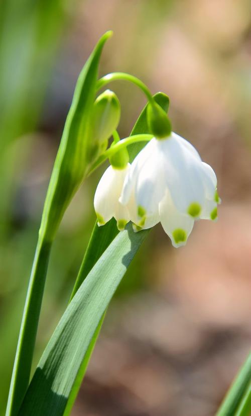 中国科学院武汉植物园去年的一篇科普文章《夏雪片莲vs铃兰vs雪滴花