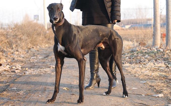 哈利保持 harry keeping - 格力犬yy--格力犬中英文