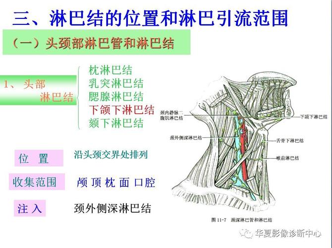全身淋巴系统的精细解剖
