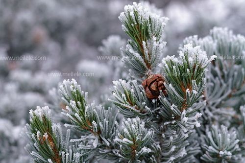 雪松的资料介绍 雪松图片欣赏