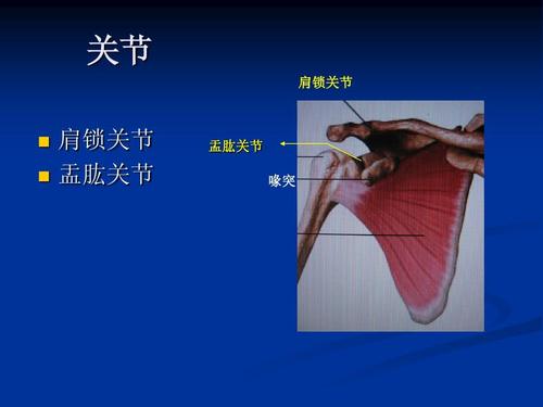 关节 肩锁关节 肩锁关节 盂肱关节 盂肱关节 喙突
