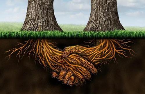 大树的根系(图片来源:veer图库)