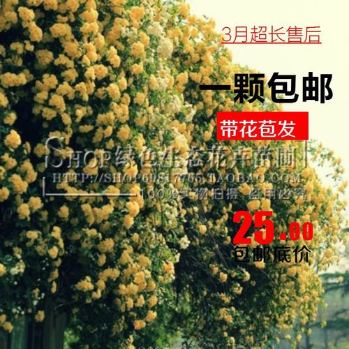 5年多花爬藤蔷薇花苗月季玫瑰爬墙 庭院阳台盆栽四季开花藤蔓植物
