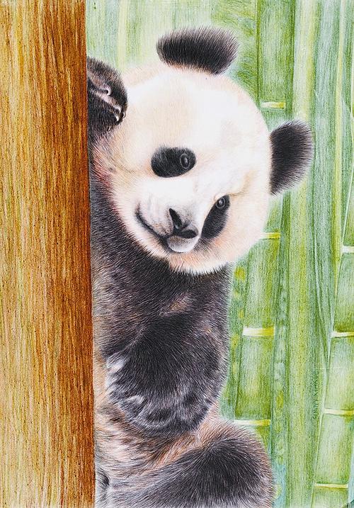 彩铅画《大熊猫》入选美国彩色铅笔协会年会