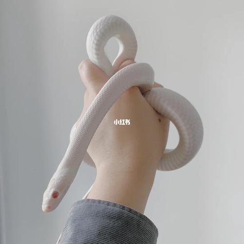 玉米蛇97暴风雪成体_玉米蛇_宠物_宠物其他