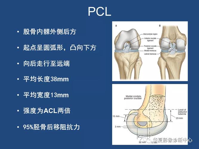 膝关节解剖详细图解