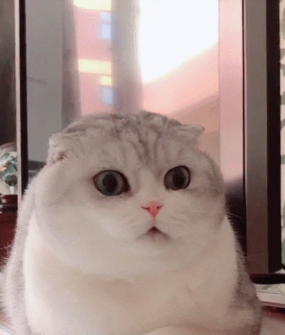 特别迷人的小萌猫,看小萌猫这可爱的样子,一脸幸福的小表情!