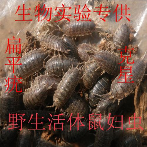 中药材活体野生鼠妇虫湿虫鞋板虫球鼠虫术后疼痛六元二十只