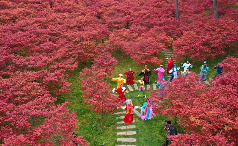 2021年3月27日,贵州贵阳,乌当区新堡乡枫叶谷,数万株枫树染红山坡