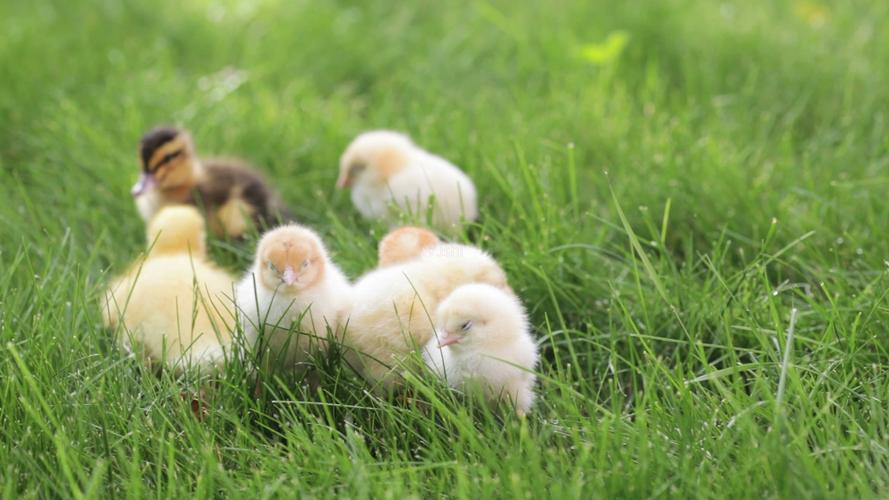 草地上的小鸡和小鸭子_1920x1080_高清视频素材下载