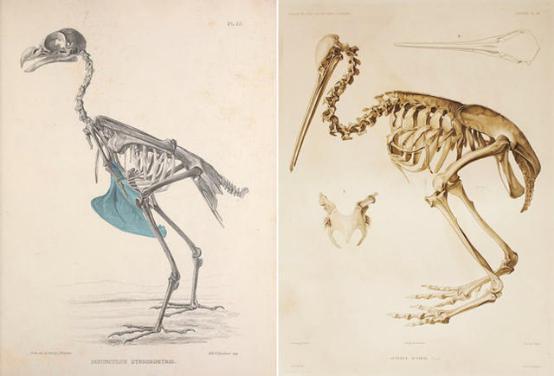 小,其次胸部的龙骨缺失,也就是平胸,这导致翅膀和胸部的肌肉力量不够