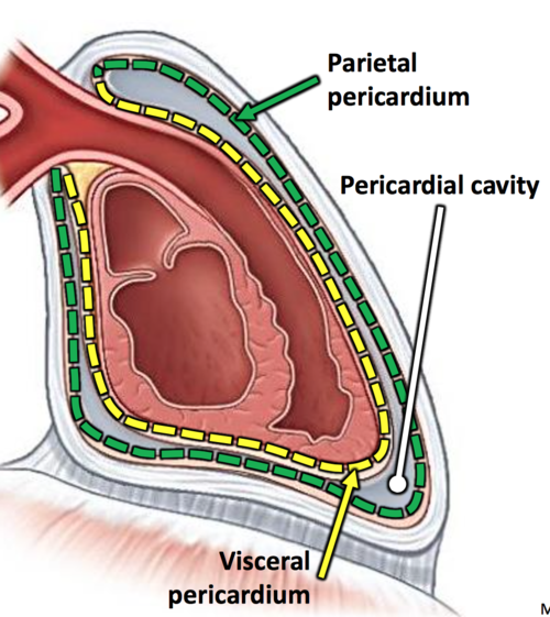 serous pericardium