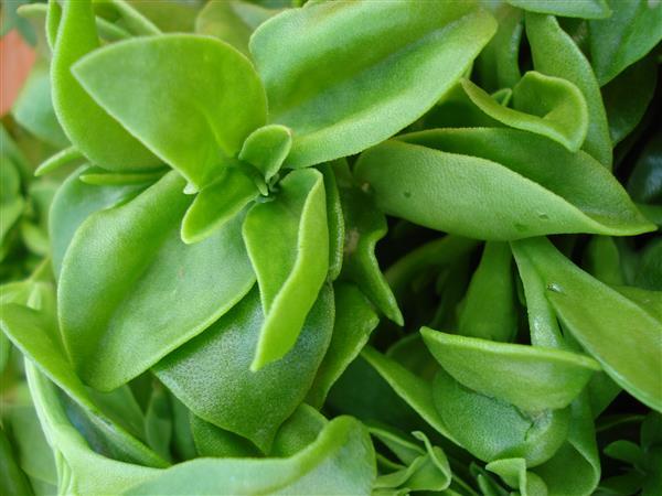 太医教您识中药穿心莲