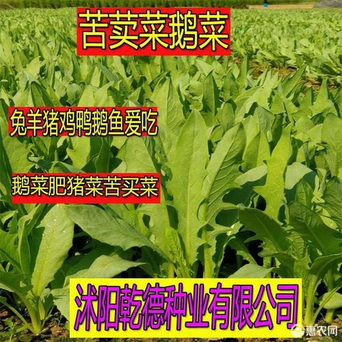 牧草 鹅菜苦荬菜适合鸡鸭鹅猪羊兔子食用