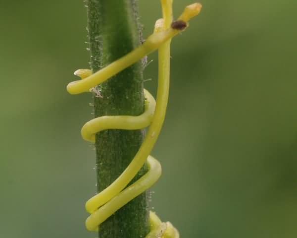 菟丝子是非常常见的寄生植物之一,属于旋花科(convolvulaceae;这个