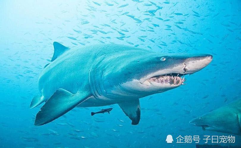 为什么世界上所有的海洋馆内都没有大白鲨?知道真相后我哭了
