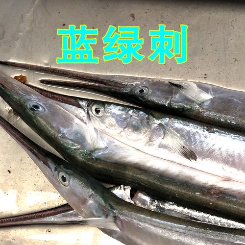 针梁鱼 针良鱼 新鲜针鱼 针良梁鱼 烟台莱州湾海鱼特产蓝绿刺海鲜