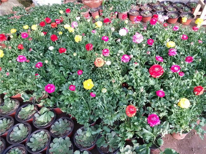 批发一二年生牡丹花卉 大厅花卉 品种优良盆栽 芹叶牡丹