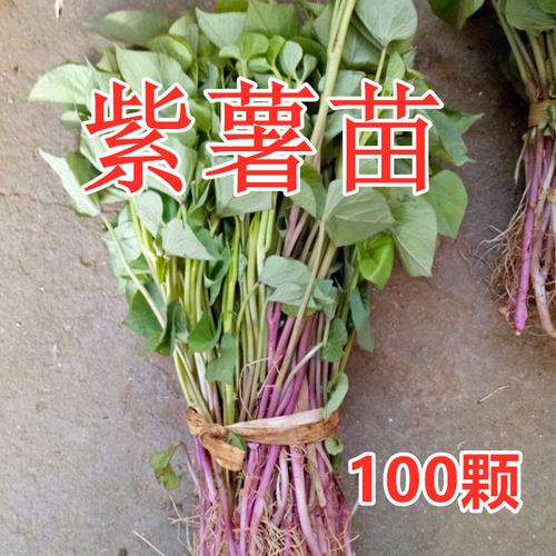 山东带跟紫薯苗紫番薯山芋地瓜种植植苗粉糯番薯
