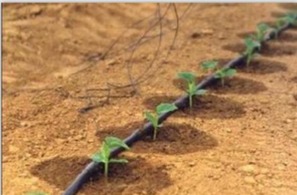 自贡自流井葡萄果园滴灌【施肥罐】水肥一体化小管出流