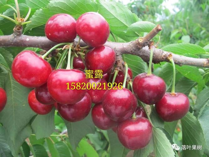 国内顶级大樱桃新的品种