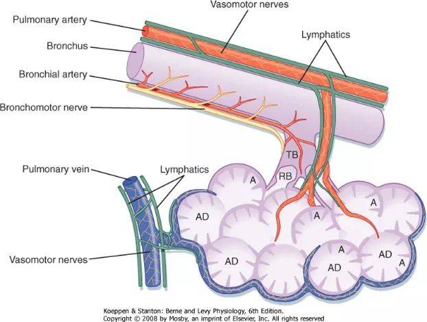 支气管动脉供应呼吸性支气管以上各级支气管,并与肺动脉末梢毛细血管