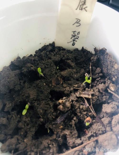 今天早上过来满满惊喜啊,康乃馨,紫云英,金盏菊长势喜人啊,另外出芽