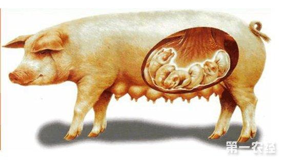 妊娠母猪如何安全度过夏季