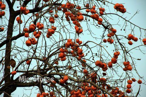 柿子树-中国图片