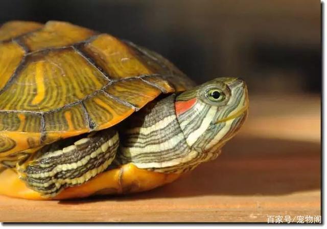 巴西龟:别看我呆头呆脑,你把我放了很不好搞