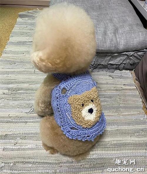 妹子给小贵宾织了件毛衣,狗狗穿上以后……简直萌爆了!
