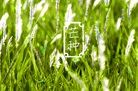 芒种出身的人爱情婚姻 芒种出身的人财气若何