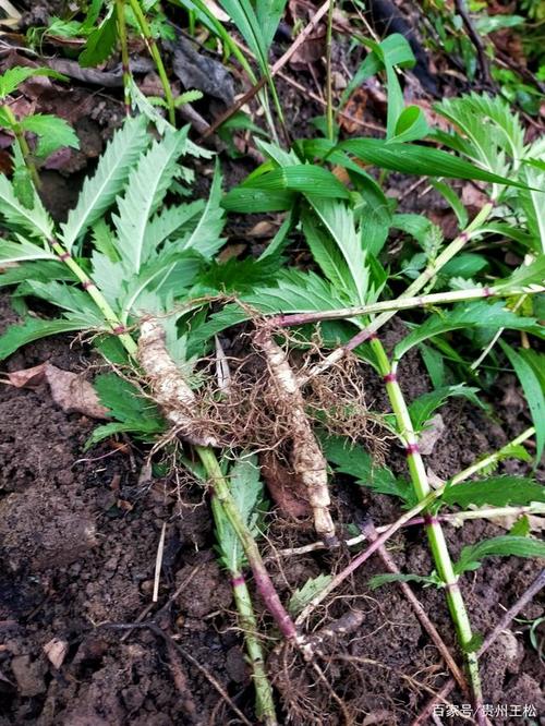 地参的根和地上部分都有用