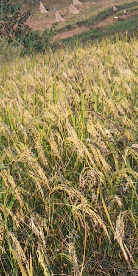 [粳稻谷批发]原旱稻3号 价格10元/斤 - 惠农网