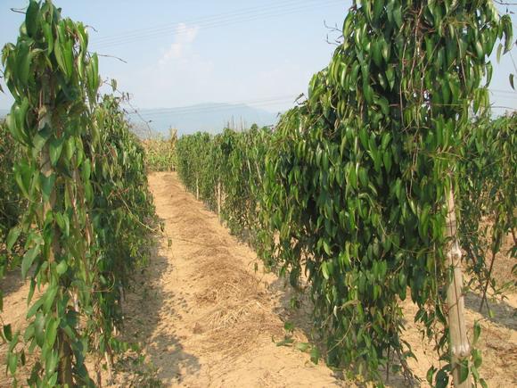 为薯蓣科多年生草本植物薯蓣的块根,冬季采挖.生长于海拔35