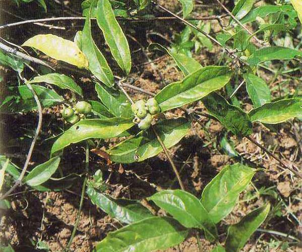 巴戟天种植亩产多少斤巴戟天的种子能种吗